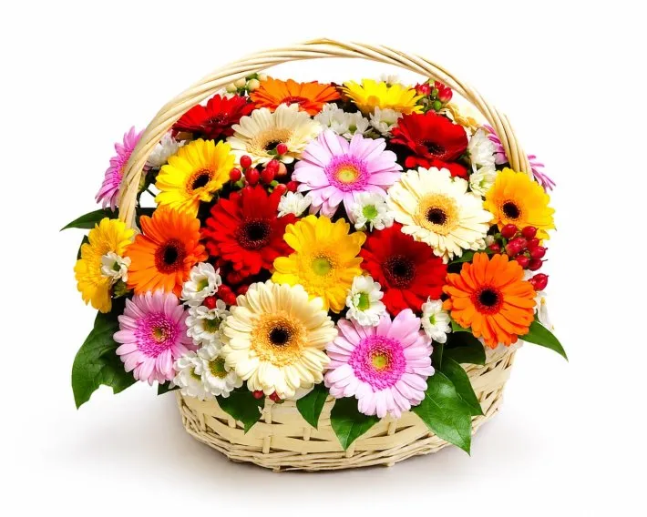 סלסלת חלומות סלסלת גרברות