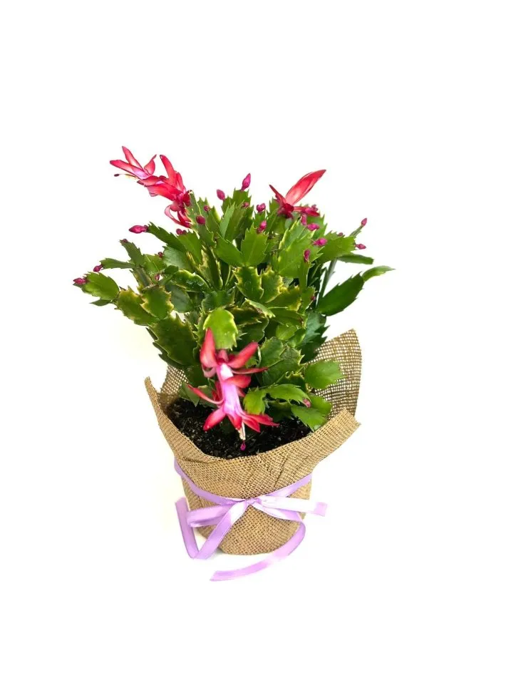 99d9ade7-1320-4d67-a0c4-d6f2d10836bd