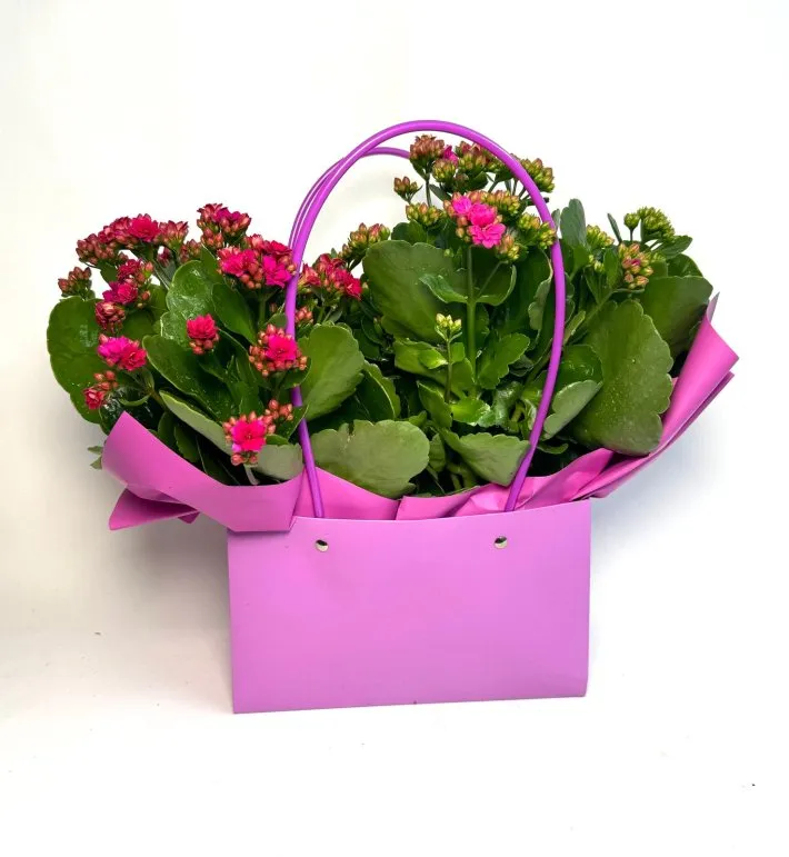 WhatsApp Image 2026-04-15 at 14.25.35